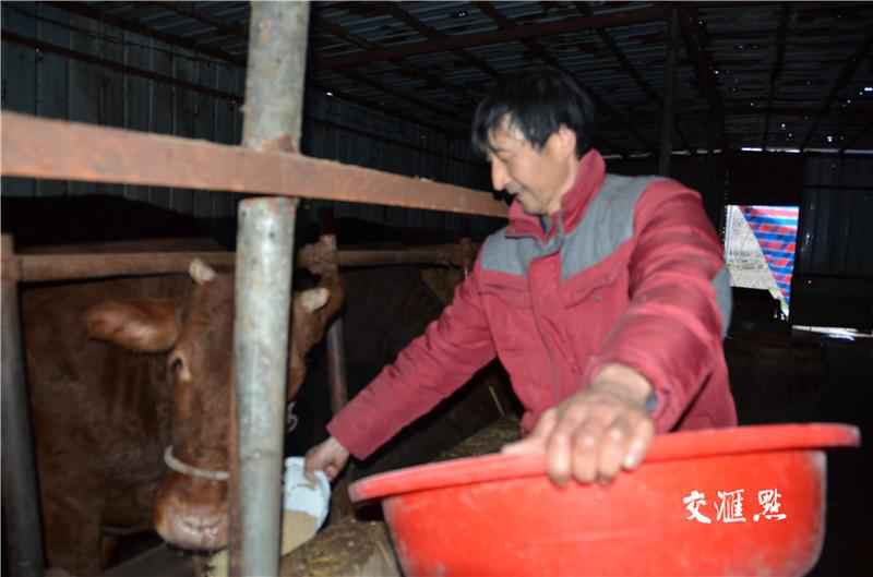  他靠养牛脱贫致富：要过好日子还靠自己干！